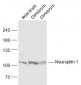 Neuropilin 1 Rabbit pAb